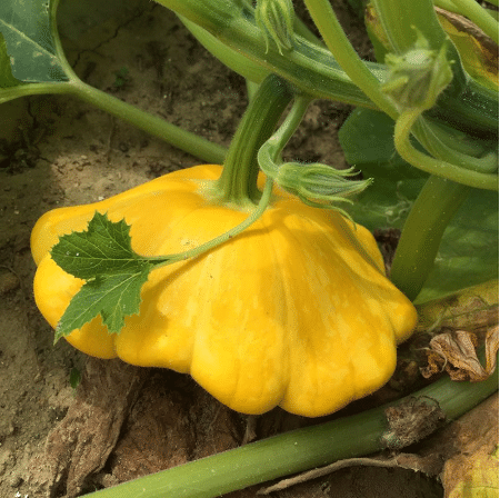 Semillas de calabaza raras y exóticas
