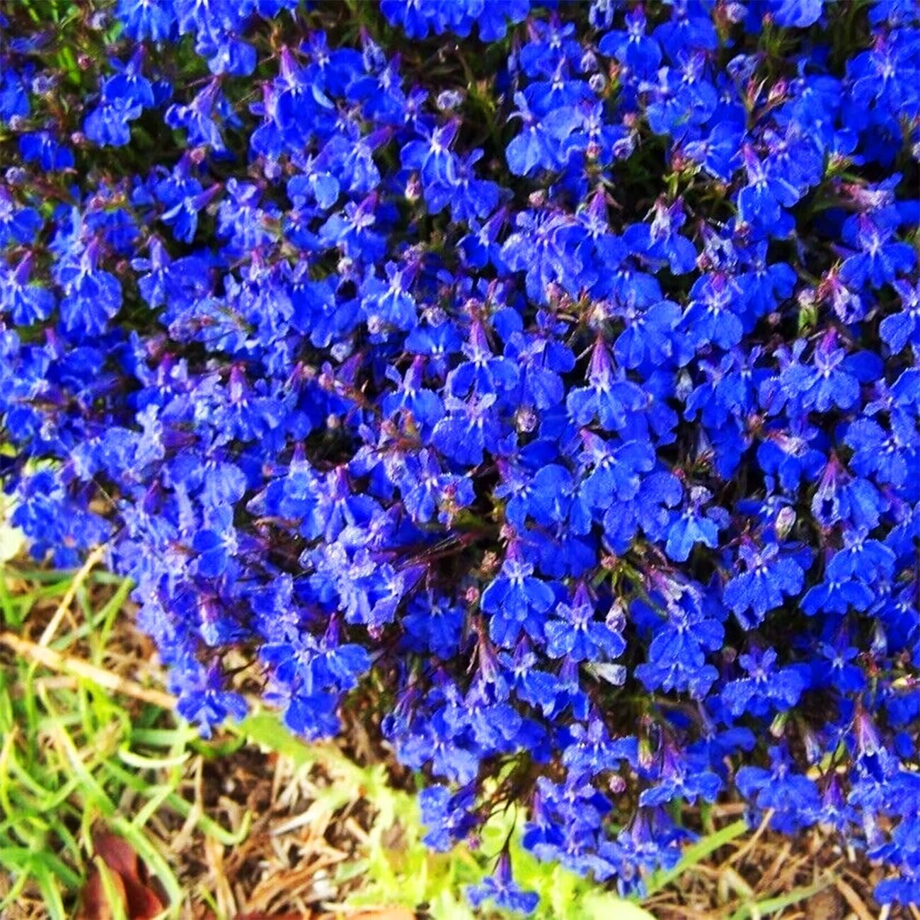 ✨Creeping Thyme Seeds for Four Seasons🏡Create Your Perfect Lawn Here🌼
