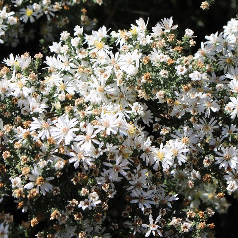 🌼 Colección Superstar Aster: Belleza de finales de verano a otoño