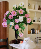 🌸Hibisco Borracho - Cambia de Color Tres Veces al Día