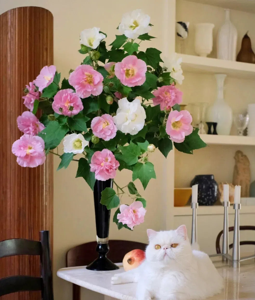 🌸Hibisco Borracho - Cambia de Color Tres Veces al Día