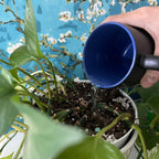 💚Barras de nutrientes - El secreto para plantas hermosas y exuberantes🌸