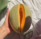Semillas de melón cantalupo reticulado