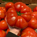 GIANT DELICIOUS TOMATO / UP TO 2KG