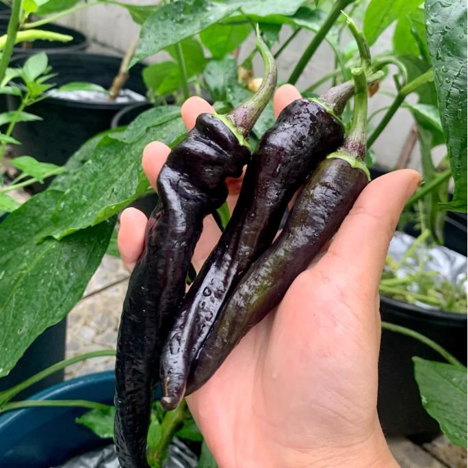 Semillas de pimiento morado-negro