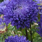 King Size Mid-Blue