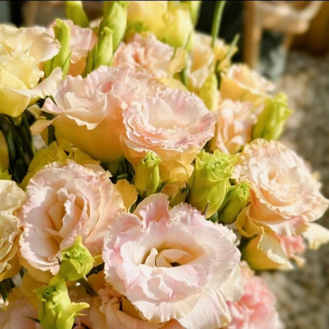 Eustoma-Rizos de Helado-Elegancia Graciosa en Cada Pétalo