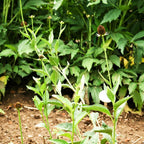 CONOFLOR OCCIDENTAL Rudbeckia Occidentalis Green Wizard también conocido como Semillas de Hierba de Flor Negra de Chocolate Sin Rayos