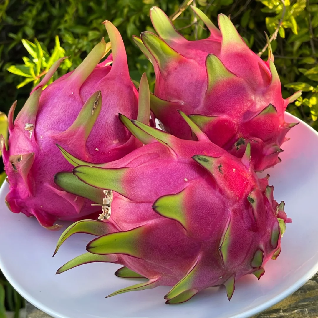Pitahaya Roja Corazón