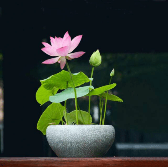 La sagrada flor de loto bonsái
