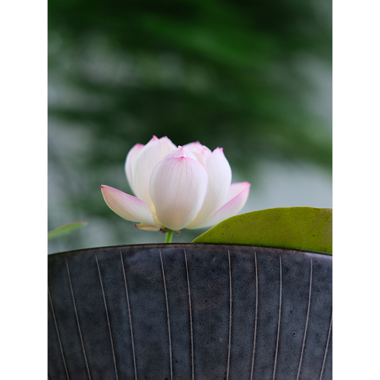 Loto de cuenco: Abrazando el Zen a través de sus flores