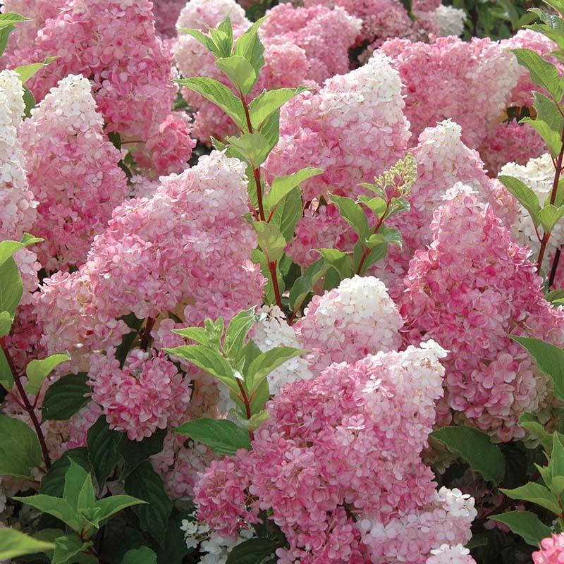 Semillas de flores de hortensia paniculata 💞 Semillas de flores para jardín en casa