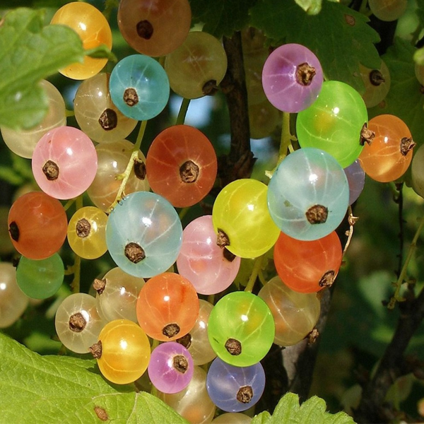 Semillas de Physalis (Goldenberry) de Colores del Arco Iris