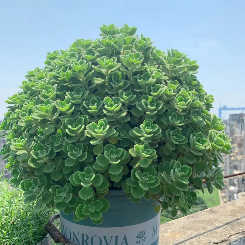Semillas de pachulí, planta mágica que huele bien al tocarla