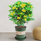 Four Seasons Osmanthus Tree Seeds