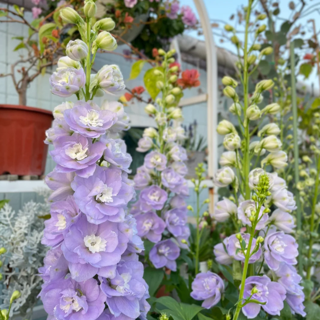 🌼Semillas de Delphinium de Flores Grandes