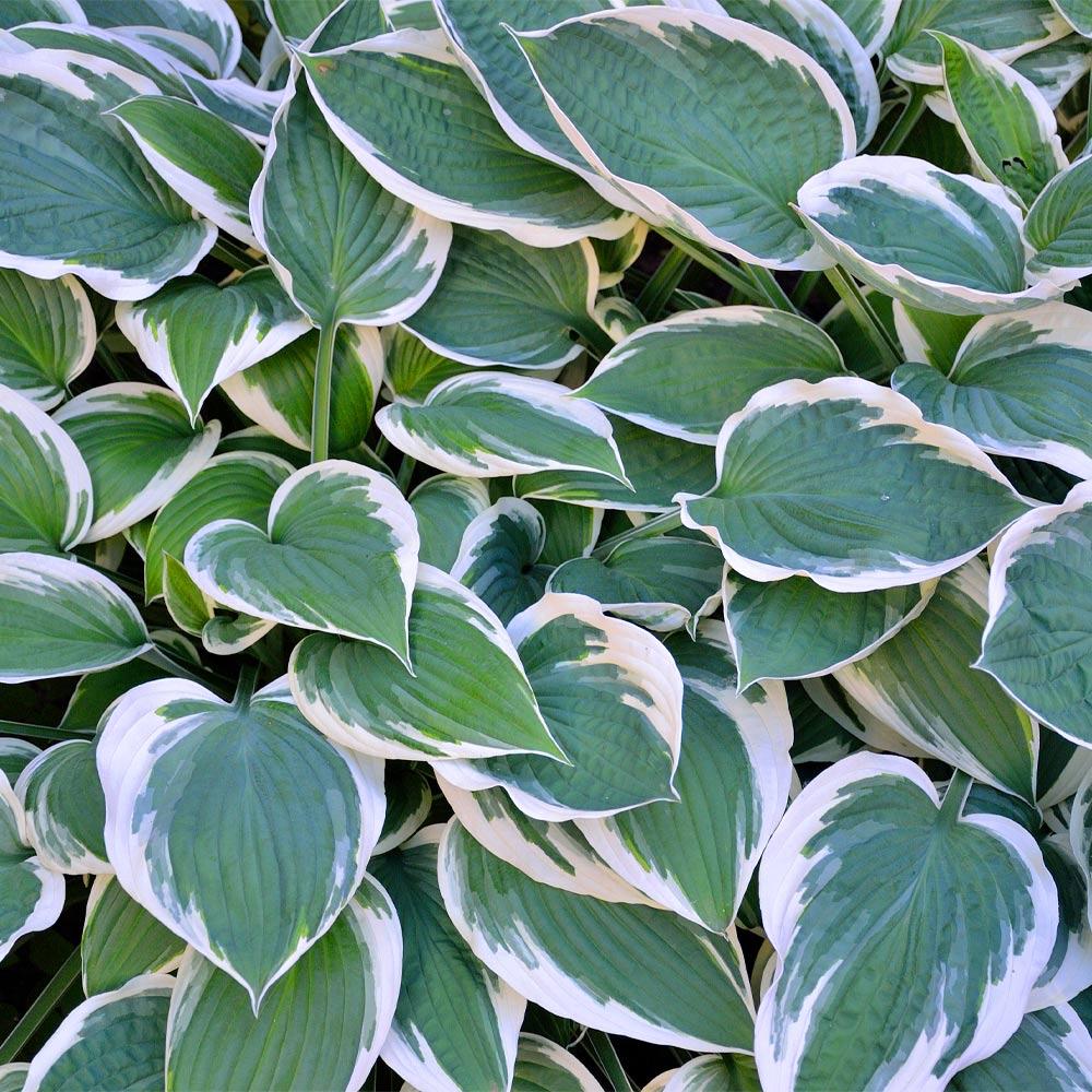 Hosta – La Elegancia Amante de la Sombra para Tu Jardín 🌿✨