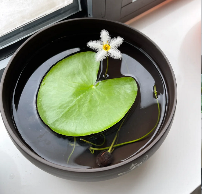 Plantas hidropónicas Copo de Nieve