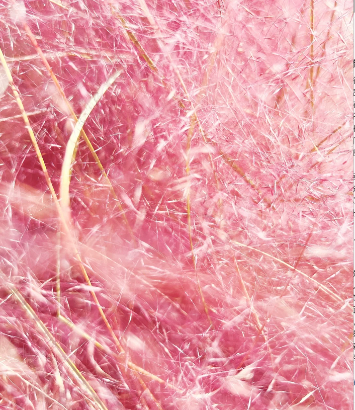 Semillas de pasto muhly rosa