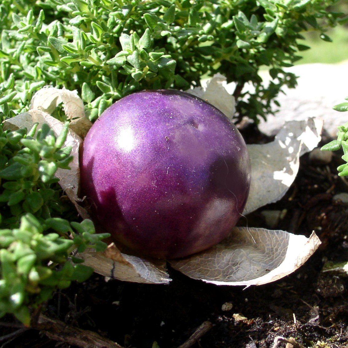 Semillas de tomatillo morado - No transgénicas