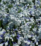 🎁Oferta de Año Nuevo🎁Agapanthus ‘Twister’
