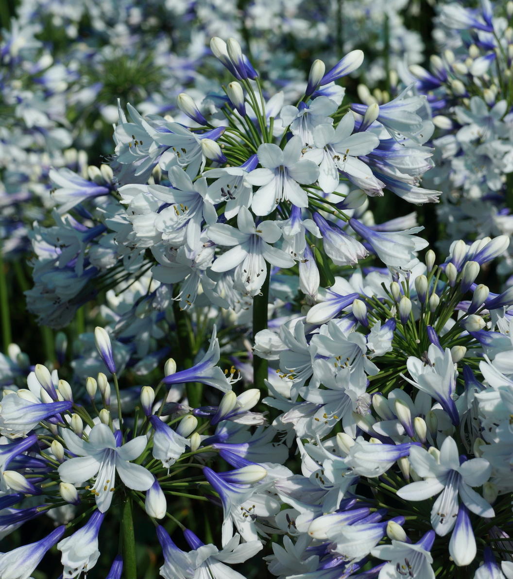 🎁Oferta de Año Nuevo🎁Agapanthus ‘Twister’