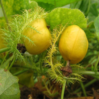 Semillas Silvestres de Passiflora Mollissima