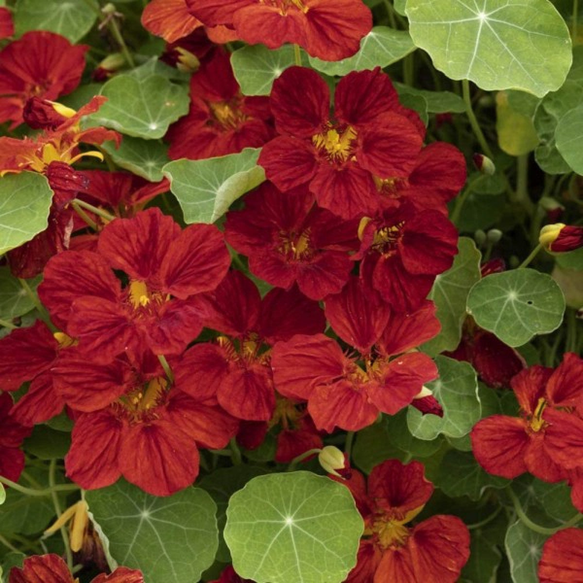 Nasturtium Seeds