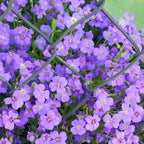 Roundabout Phlox Seeds
