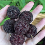 Black Bayberry Seeds