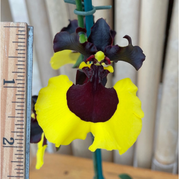 Semillas raras de orquídeas Oncidium - Jiaho Queen