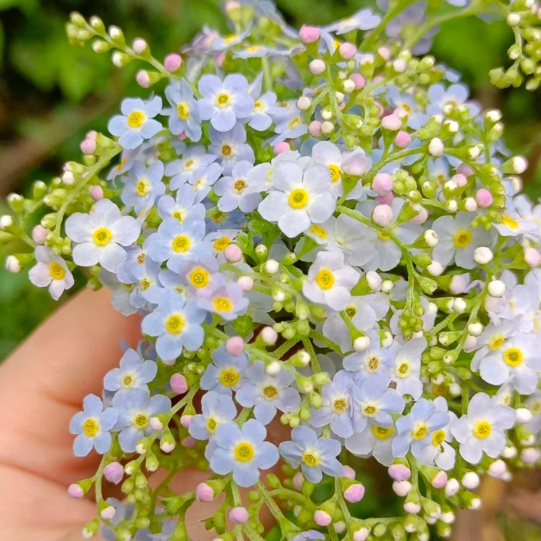💐Escutelaria Emei