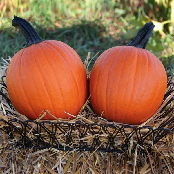 Calabaza Bellatrix F1