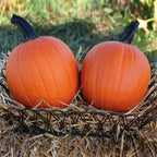 Calabaza Bellatrix F1