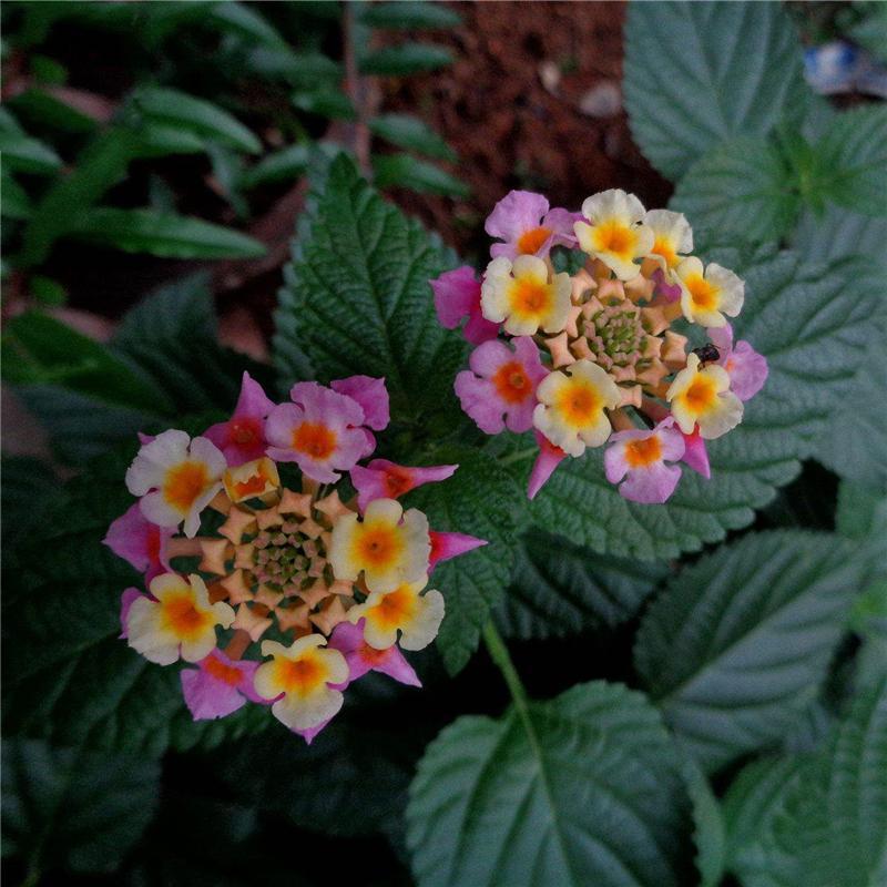 Egrow 30 unidades/paquete de semillas de lantana, semillas de flores de árbol Lantana Camara, semillas para jardín en casa