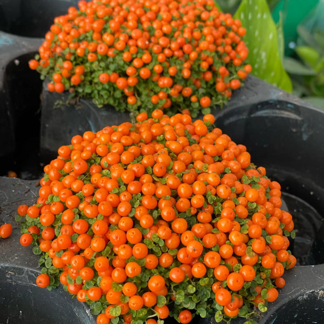 Planta suculenta en maceta 'Pearl Orange'