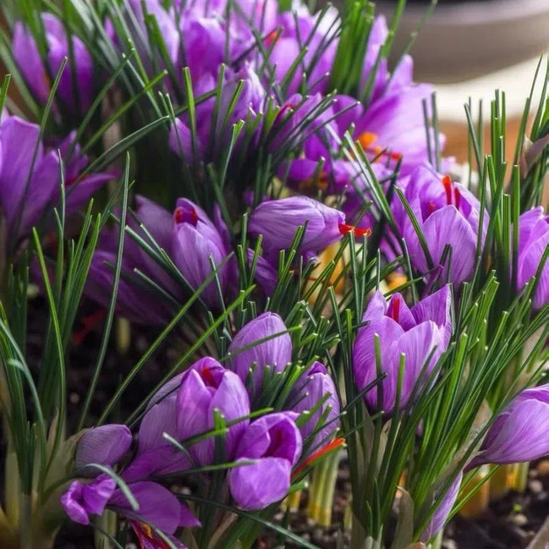 Bulbos de azafrán - Crocus Sativus