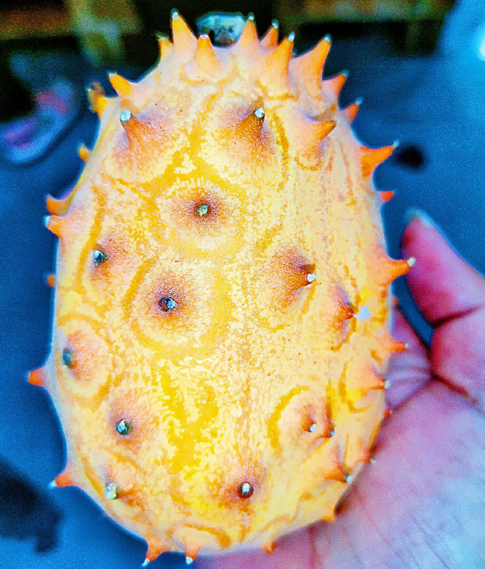 Semillas de Fruto de Ginseng de Fuego