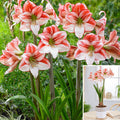 Amaryllis de mesa