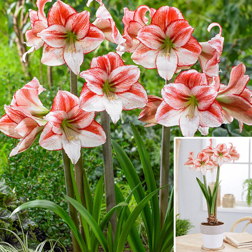 Amaryllis de mesa