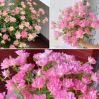 Miniatura Rosa Chinensis-Estrellas Loto Celestial🌺