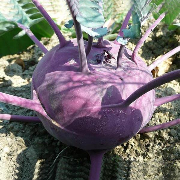 Semillas de colinabo morado