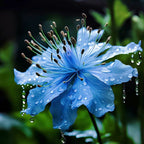 Nigella Sativa-Amor en la Niebla