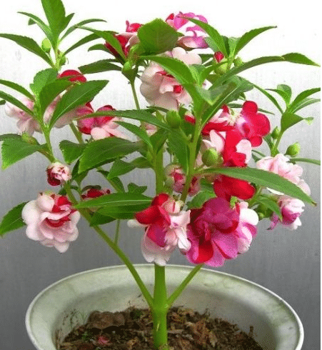 SEMILLAS DE IMPATIENS - MEZCLA DE FLORES TIPO CAMELIA