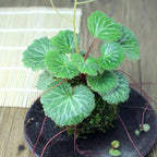 Semillas de Saxifraga Stolonifera