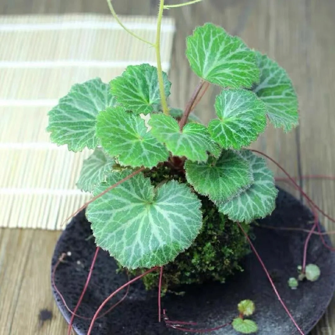 Semillas de Saxifraga Stolonifera