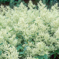 Vellorita blanca