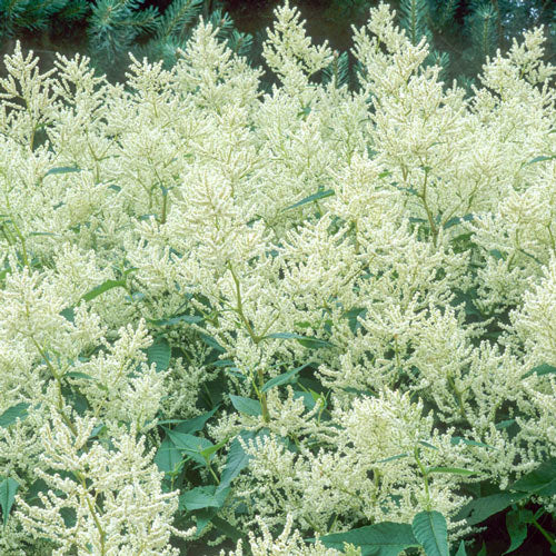 Vellorita blanca