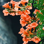 🧡Campsis Radicans - La Primera Opción Para Plantas Trepadoras