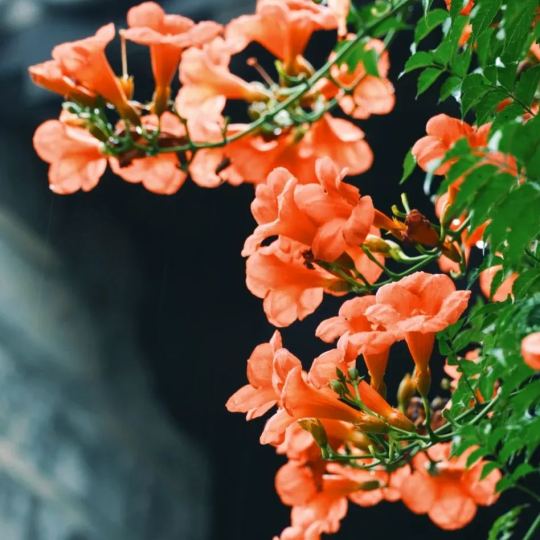 🧡Campsis Radicans - La Primera Opción Para Plantas Trepadoras